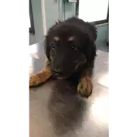 Foto dell\'animale cane - Matr. 2021/0975 - Microchip 380260044446330