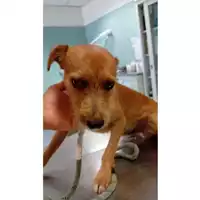 Foto dell\'animale cane - Matr. 2025/1145 - Microchip 380260170352596