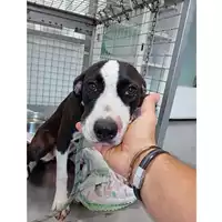 Foto dell\'animale cane - Matr. 2025/1144 - Microchip 380260170352591