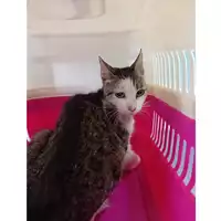 Foto dell\'animale gatto - Matr. 2025/1143 - Microchip 380260170352597