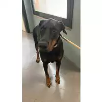 Foto dell\'animale cane - Matr. 2025/1148 - Microchip 380260170352583