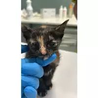 Foto dell\'animale gatto - Matr. 2025/1150 - Microchip 380260170352592