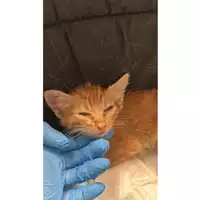Foto dell\'animale gatto - Matr. 2025/1151 - Microchip 380260170352504