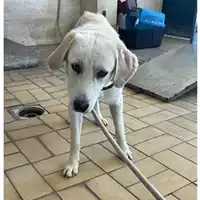 Foto dell\'animale cane - Matr. 2025/1146 - Microchip 380260170352593