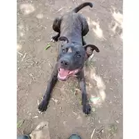Foto dell\'animale cane - Matr. 2025/0466 - Microchip 380260044981065
