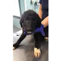 Foto dell\'animale cane - Matr. 2021/0976 - Microchip 380260044441077
