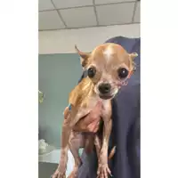 Foto dell\'animale cane - Matr. 2025/1152 - Microchip 380260170352503