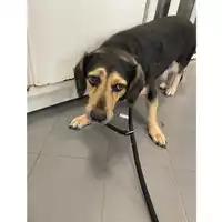 Foto dell\'animale cane - Matr. 2025/1157 - Microchip 380260170353998