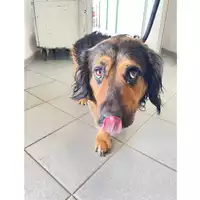 Foto dell\'animale cane - Matr. 2025/1158 - Microchip 380260170353997