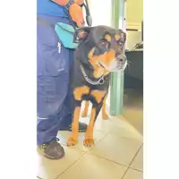 Foto dell\'animale cane - Matr. 2025/1159 - Microchip 380260170353986