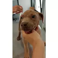 Foto dell\'animale cane - Matr. 2025/1165 - Microchip 380260170353996