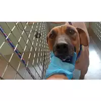 Foto dell\'animale cane - Matr. 2025/1162 - Microchip 380260170353999