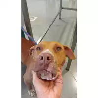 Foto dell\'animale cane - Matr. 2025/1163 - Microchip 380260170353988