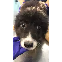 Foto dell\'animale cane - Matr. 2021/0977 - Microchip 380260044441599