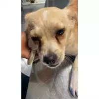 Foto dell\'animale cane - Matr. 2025/1167 - Microchip 380260170353981