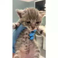 Foto dell\'animale gatto - Matr. 2025/1168 - Microchip 380260170353982