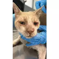 Foto dell\'animale gatto - Matr. 2025/1170 - Microchip 380260170353995