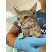 Foto dell\'animale gatto - Matr. 2025/1173 - Microchip 380260170353980
