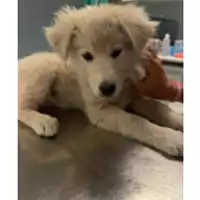 Foto dell\'animale cane - Matr. 2025/1186 - Microchip 380260170352510