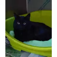 Foto dell\'animale gatto - Matr. 2025/1188 - Microchip 380260170352516