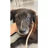 Foto dell\'animale cane - Matr. 2025/1189 - Microchip 380260040911626