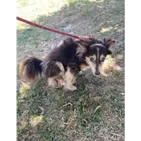Foto dell\'animale cane - Matr. 2021/0980 - Microchip 981100000758024