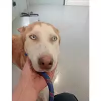Foto dell\'animale cane - Matr. 2025/1198 - Microchip 380260170353809