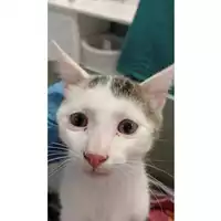 Foto dell\'animale gatto - Matr. 2025/1194 - Microchip 380260170353819