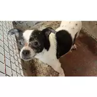 Foto dell\'animale cane - Matr. 2025/1201 - Microchip 380260170353816