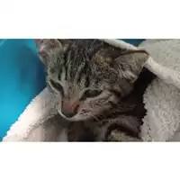 Foto dell\'animale gatto - Matr. 2025/1199 - Microchip 380260170353808