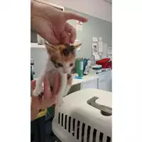 Foto dell\'animale gatto - Matr. 2025/1202 - Microchip 380260170353812