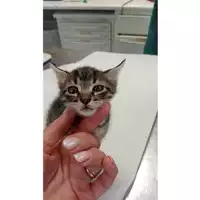 Foto dell\'animale gatto - Matr. 2025/1203 - Microchip 380260170353814
