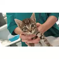 Foto dell\'animale gatto - Matr. 2025/1205 - Microchip 380260170353805