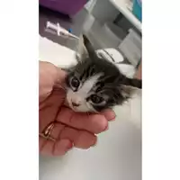 Foto dell\'animale gatto - Matr. 2025/1207 - Microchip 380260170353815