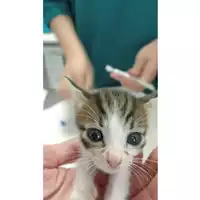 Foto dell\'animale gatto - Matr. 2025/1208 - Microchip 380260170353813