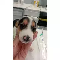 Foto dell\'animale cane - Matr. 2025/1209 - Microchip 380260170352513