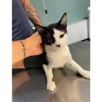 Foto dell\'animale gatto - Matr. 2021/0981 - Microchip 380260044437851