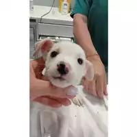 Foto dell\'animale cane - Matr. 2025/1210 - Microchip 380260170352501