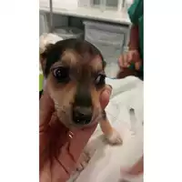 Foto dell\'animale cane - Matr. 2025/1212 - Microchip 380260170353811