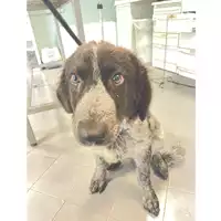 Foto dell\'animale cane - Matr. 2025/1213 - Microchip 380260170352511