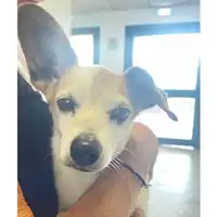Foto dell\'animale cane - Matr. 2025/1214 - Microchip 380260170352517