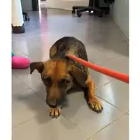 Foto dell\'animale cane - Matr. 2025/1215 - Microchip 380260170353958