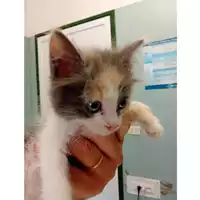 Foto dell\'animale gatto - Matr. 2025/1219 - Microchip 380260170352009