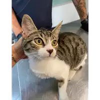 Foto dell\'animale gatto - Matr. 2021/0982 - Microchip 380260044436988
