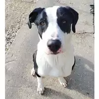 Foto dell\'animale cane - Matr. 2022/1269 - Microchip 380260160333819