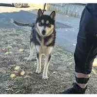 Foto dell\'animale cane - Matr. 2025/1220 - Microchip 380260170353959