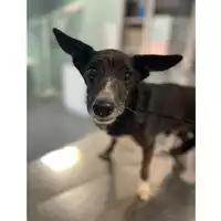Foto dell\'animale cane - Matr. 2025/1223 - Microchip 380260170353943