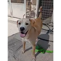 Foto dell\'animale cane - Matr. 2021/0983 - Microchip 380260101820156