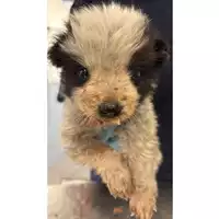 Foto dell\'animale cane - Matr. 2025/1231 - Microchip 380260170353845