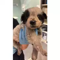 Foto dell\'animale cane - Matr. 2025/1230 - Microchip 380260170353847